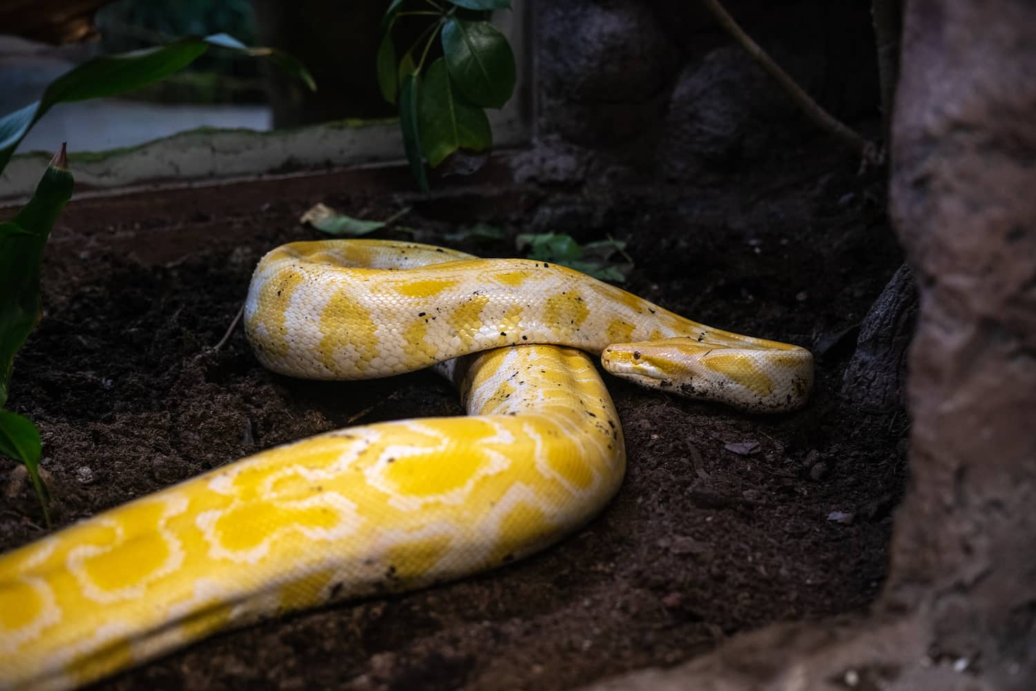 Herpetario zoológico de Chapultepec