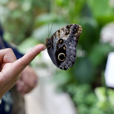 mariposas zoológico de chapultepec