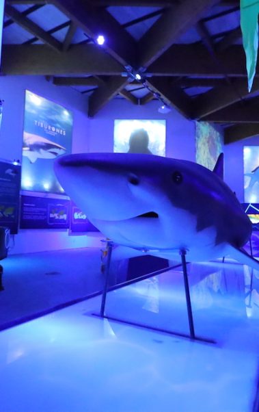 Tiburones Chapultepec