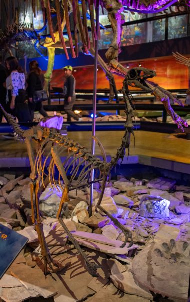 dinosaurium chapultepec cdmx