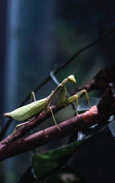 Insectario Chapultepec