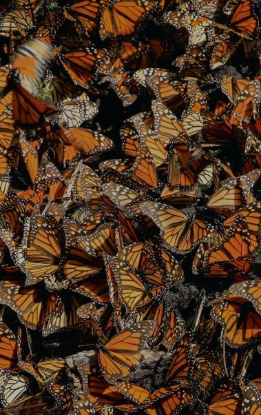 Mariposario Chapultepec