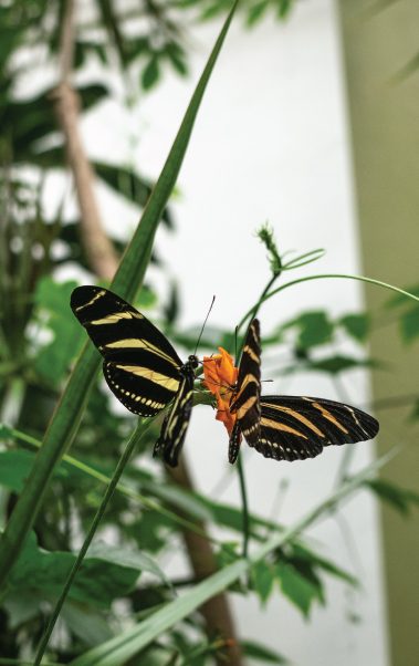 Mariposario Chapultepec